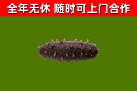 索县回收海参干